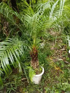 極太フェニックス ロベレニー 2.1メーター観葉植物 鉢植え 引き取り限定 極太フェニックス ロベレニー 2.1メーター観葉植物 鉢植え 引き取り