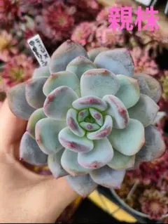 2025年最新】中里リンゼアナの人気アイテム - メルカリ