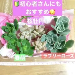 2026年最新】多肉弁当の人気アイテム - メルカリ