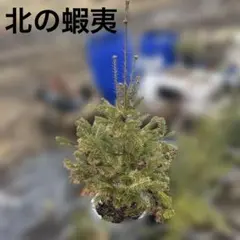 2026年最新】トドマツの葉の人気アイテム - メルカリ