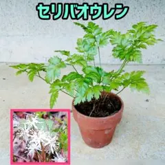 【セリバオウレン 根付き苗】多年生山野草花が咲きます★到着早いネコポス発送のサムネイル
