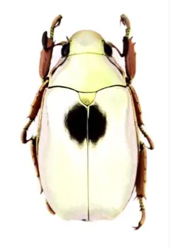 アウガリンスプラチナコガネ！標本！049 プラチナコガネ(リンバータプラチナコガネ)|株式会社