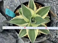 2026年最新】オバティフォリア オルカの人気アイテム - メルカリ