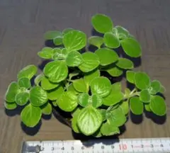 多肉植物　アロマティカス　抜き苗③
