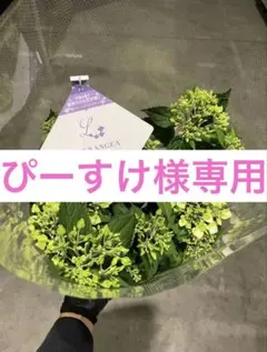 ぴーすけ様専用