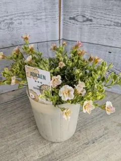 残り2ポット【超希少】AOKAEN斑入り八重咲カリブラコア　モーニッシュホワイト