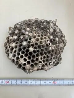 2026年最新】ハチの人気アイテム - メルカリ