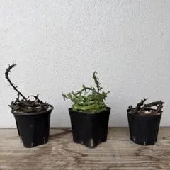 sho-p様専用【抜き苗】【挿し木】ceropegia 3種セットのサムネイル