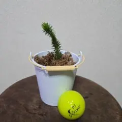 フペルジア 観葉植物 ポット発根苗のサムネイル