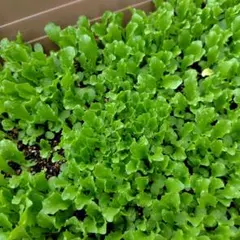 実希 知薫様 リクエスト 2点 まとめ商品