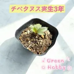チベタヌス 四川省産 実生2年生苗 クリスマスローズ クリスマスローズ 原種 チベタヌス 四川省産 未開花株 ピンク系の落札