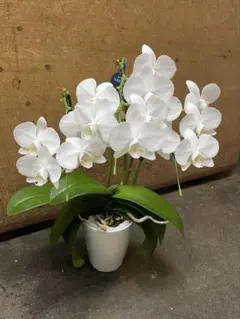 胡蝶蘭 希少種 月の雫 現品発送 - メルカリ