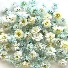 S コバルトブルー かすみ草 ドライフラワー - メルカリ
