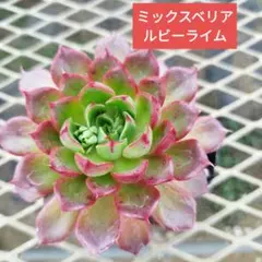 いつも元気様 リクエスト 2点 まとめ商品