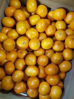 Anny様専用　4S　b込み10キロ