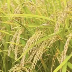 福井県(美山)産 コシヒカリ1等米 産地直送 玄米 30キロ③ - メルカリ
