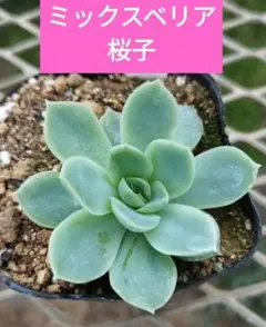 Rei-0208様 リクエスト 2点 まとめ商品