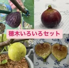 ✨実付きホワイトマデイラ四年生✨ 2025年最新】ホワイトマデイラの人気アイテム - メルカリ