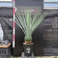 AL1375】ユッカ リギダ - メルカリ