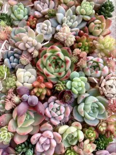 2026年最新】多肉植物カット苗 多肉弁当の人気アイテム - メルカリ