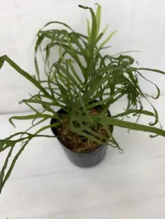 Microsorum sp.Saripoi［LA0813-2］というもののサムネイル