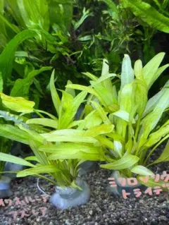 水草　水中葉　エキノドルスラディカンス　無農薬　郵送のサムネイル