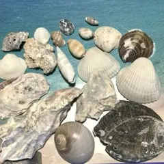 南国の海で集めた貝殻19個セット インテリア ハンドメイド素材 ビーチコーミング