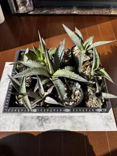 2026年最新】アガベ 実生 セットの人気アイテム - メルカリ