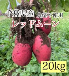 じゃがいも☆箱別18キロ レッドムーン 愛知県産 - メルカリ