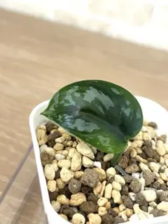 2026年最新】スキンダプサス ブラックの人気アイテム - メルカリ