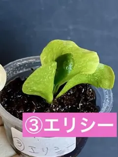 Connect/Link様 リクエスト 3点 まとめ商品