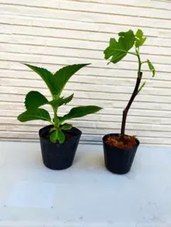 ヤツデ 八手 2点セット抜き苗 庭木 観葉植物 常緑樹 縁起物 健康
