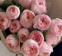 バラ苗 珍しい切り花 中苗 - メルカリ