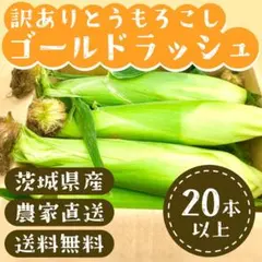 【訳あり野菜】農家直送　茨城県産　とうもろこし　ゴールドラッシュ　20本以上のサムネイル
