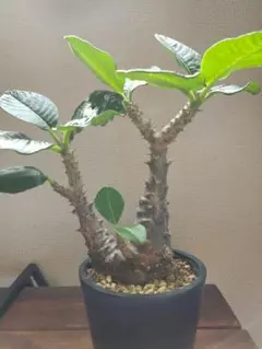 希少種 Commiphora wildii コミフォラ ワイルディ 大型株 - メルカリ