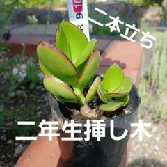金の成る木のサムネイル