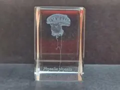 3Dクリスタル　レーザー彫刻　カツオノエボシ クラゲ　海洋生物