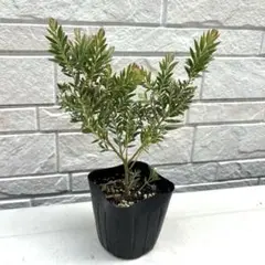 ④ アカシア　テレサ