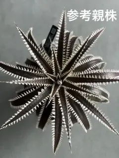 2026年最新】dyckia bigの人気アイテム - メルカリ