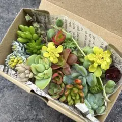 多肉植物　セダム　カット苗　カラフル　詰め合わせ