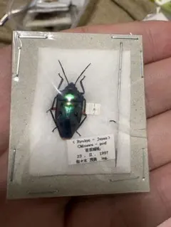 【昆虫標本】ナナホシキンカメムシ　乾燥標本のサムネイル