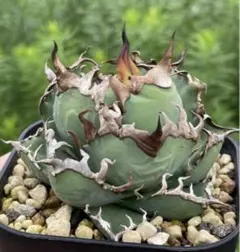 2026年最新】オアハカ アガベの人気アイテム - メルカリ