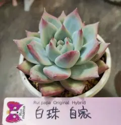 多肉306 ポルボローネ 実生 札付 ルイパパさん苗 抜き苗【特定記録