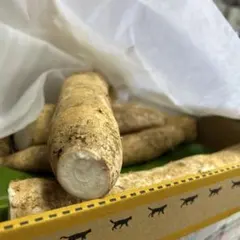 Cassava 20kg 送料込み 楽天市場】cassavaの通販