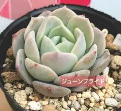 mizutama様 リクエスト 3点 まとめ商品