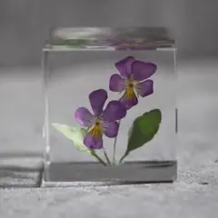 紫ミニビオラの植物標本(5cm角）