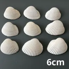貝殻　9個セット　6cm 二枚貝　天然　穴なし