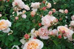 バーバラオースチン(4) 6号スリット ER 芽接ぎ苗 イングリッシュローズ