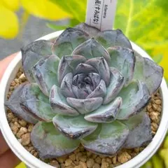 大人気 多肉植物 エケベリア 墨花(すみばな) 超美苗 レア種のサムネイル