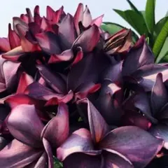 【引取限定】プルメリアPurple Jack パープルジャック 618RTRDSgjL._AC_UF894,